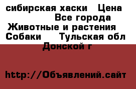 l: сибирская хаски › Цена ­ 10 000 - Все города Животные и растения » Собаки   . Тульская обл.,Донской г.